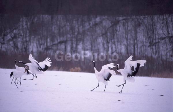 ����, ������� ������, ��������, ������, ������ ����������� ������, �����, �����, XYZ, ����������, Gruidae, �������� �������, ����������� �������, ������������ �������, Grus japonensis