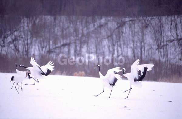 ����, ������� ������, ��������, ������, ������ ����������� ������, �����, �����, XYZ, ����������, Gruidae, �������� �������, ����������� �������, ������������ �������, Grus japonensis