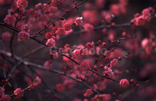 ����, ������� ������, ��������, ������, ������ ����������� ������