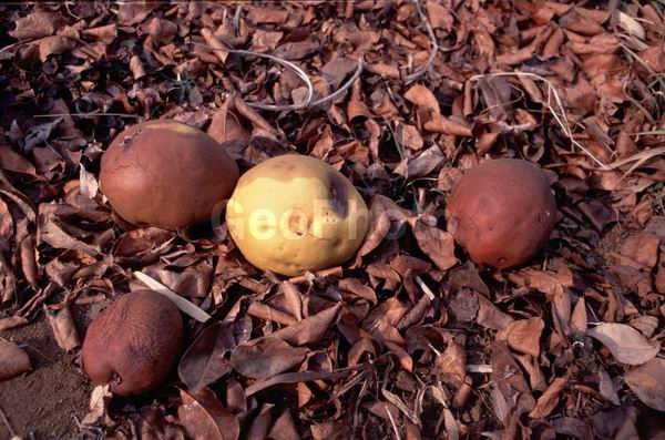 ����, �����, ������, ������, �������, �����, ��������, �������, �����