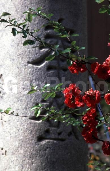 ������, ���������, ������, ����, �����