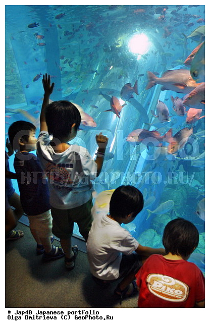 ����, ������, ��������, ����������