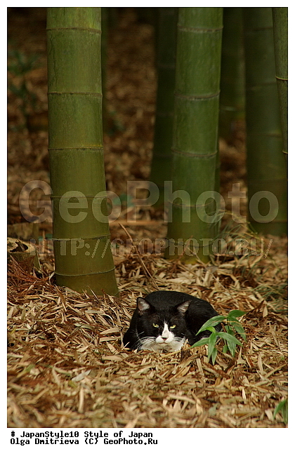 ������, �����