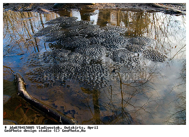 ���������� ����, ������, �����, ����, ����, ��������� ����, �������, �����������, ��������, ��������, �����������, �����������, �������, �������, �������, �������, XYZ, ��������� �������, Ranidae, ����, Rana sp.