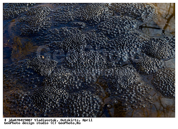 ������, �����, ����, ����, ��������� ����, �������, ��������, ��������, �����������, �����������, �������, �������, �������, �������, XYZ, ��������� �������, Ranidae, ����, Rana sp.