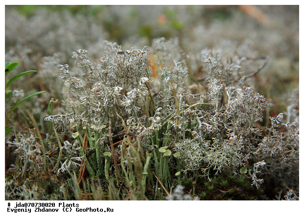 ������ ��������, �������� ��������, �������� ���