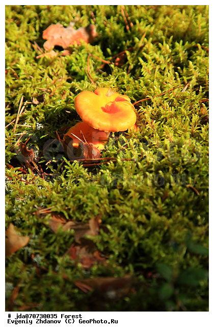 ���, ��� ������������, �����, ������������, �������, ���, �������, ������, �������� ���, �����