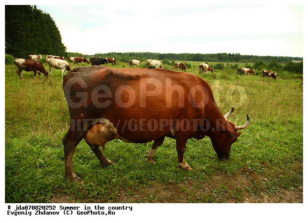 ����, �������� �������, �������, ������, �����, ��������, ����� �����