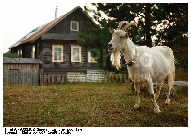 ����, �������� �������, �������, ����, ����-������, �����, �����, �������� ���, ��������, ��������, �������������, �������������, �����, �����, XYZ, ���������, Bovidae, ���� ��������, Capra aegagrus hircus