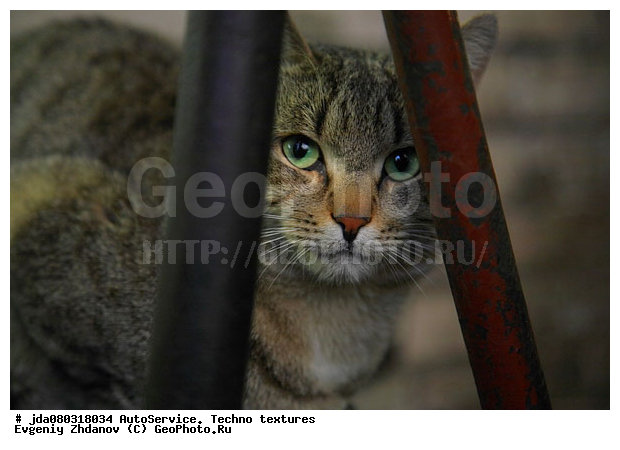 ����������, ��� �� �����������, �����, ����� �������, �������