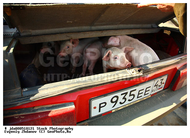 Stock Photography, ���������, ��������, ������