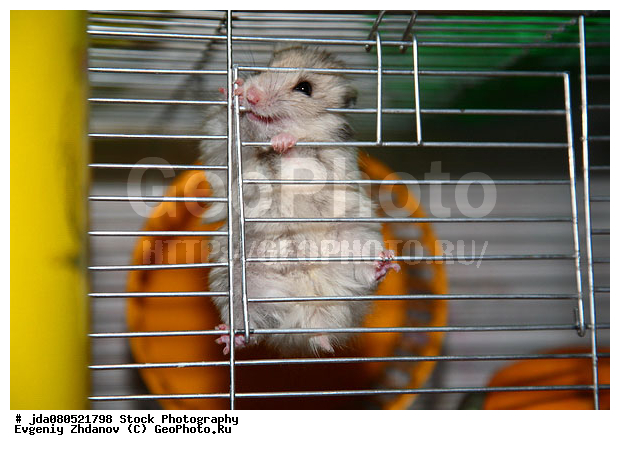 Stock Photography, ������, �����, �������