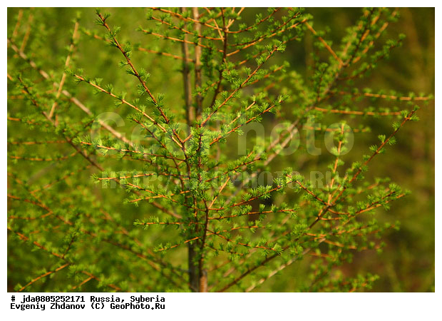 �������, ����������, ������