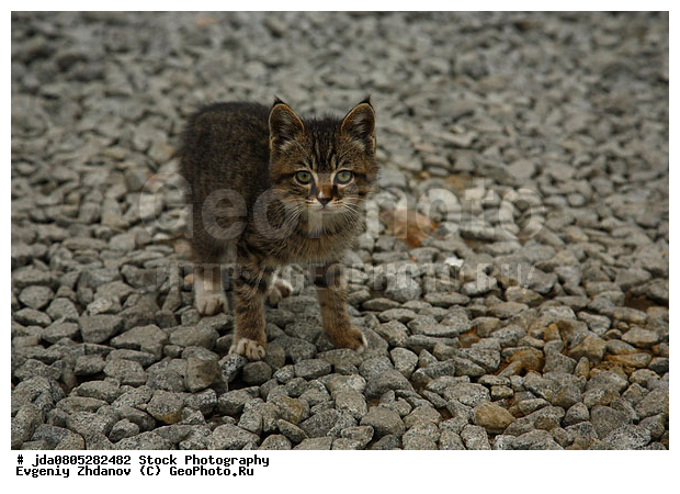 Stock Photography, ���, �������, �����