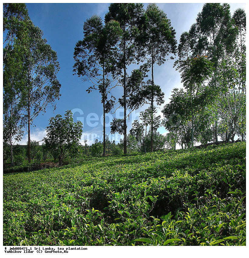 ���-�����, ���������, ���, ������ ���������