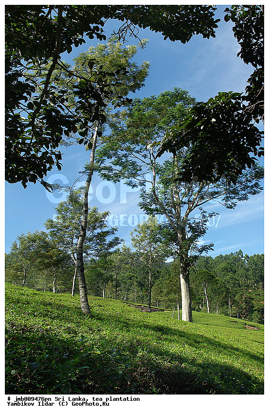 ���-�����, ���������, ���, ������ ���������