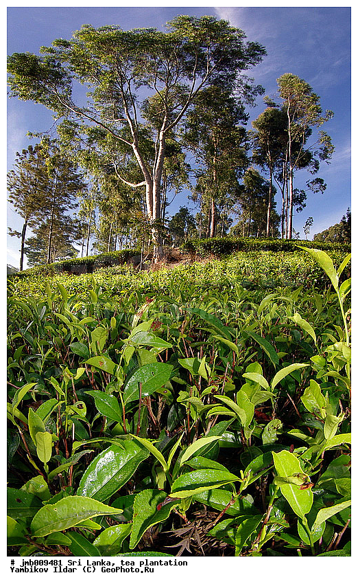 ���-�����, ���������, ���, ������ ���������