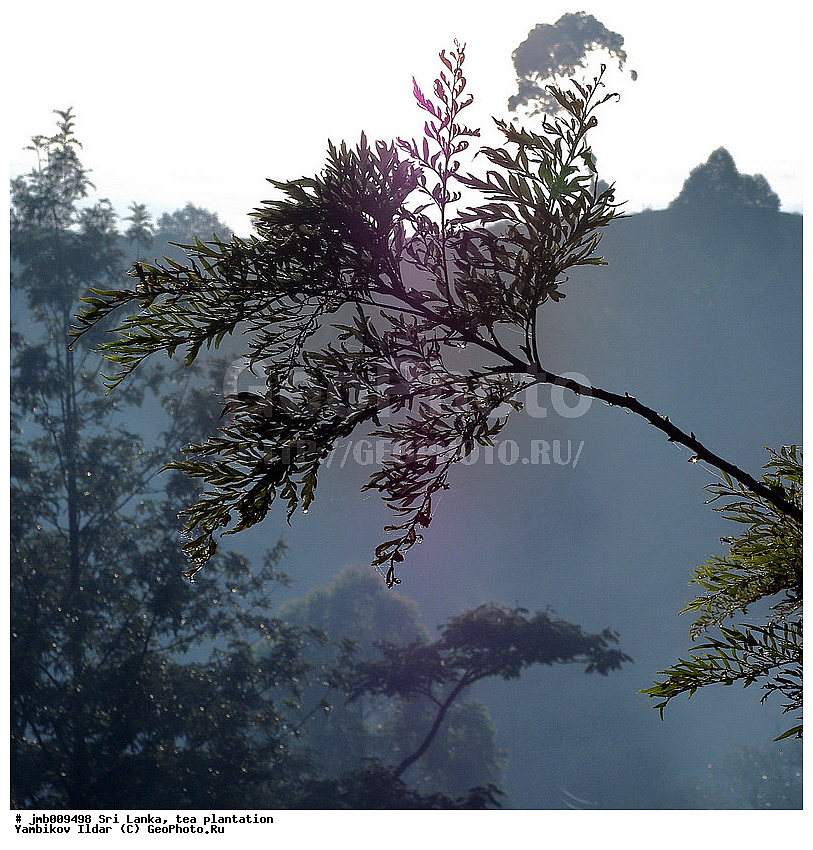 ���-�����, ���������, ���, ������ ���������