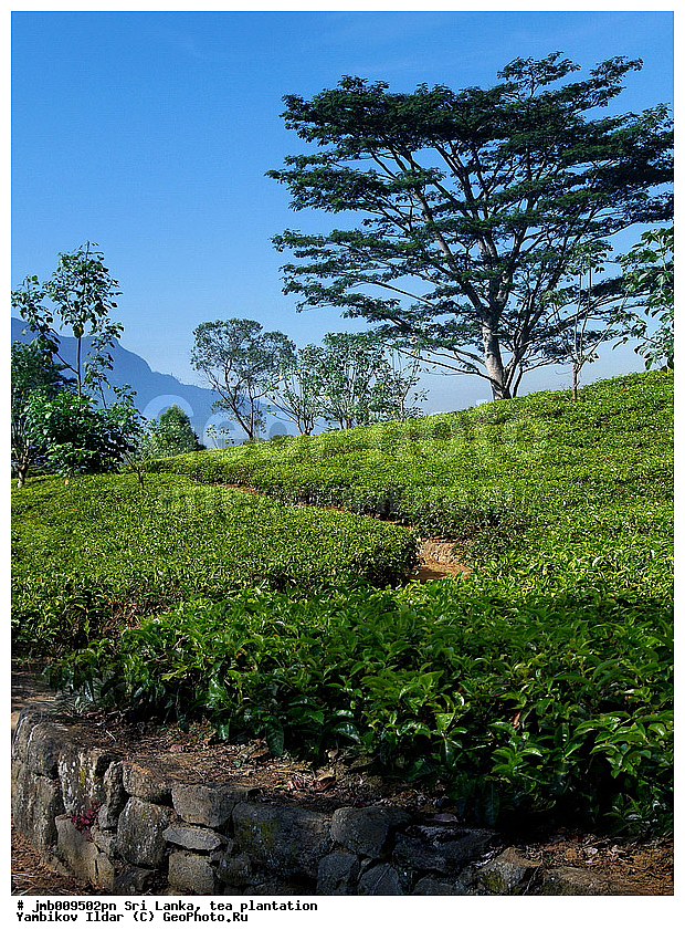 ���-�����, ���������, ���, ������ ���������