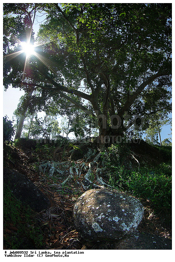 ���-�����, ���������, ���, ������ ���������