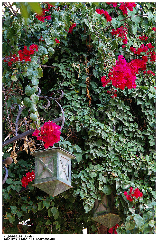 �����, ��������, ���������� ����������� �����������