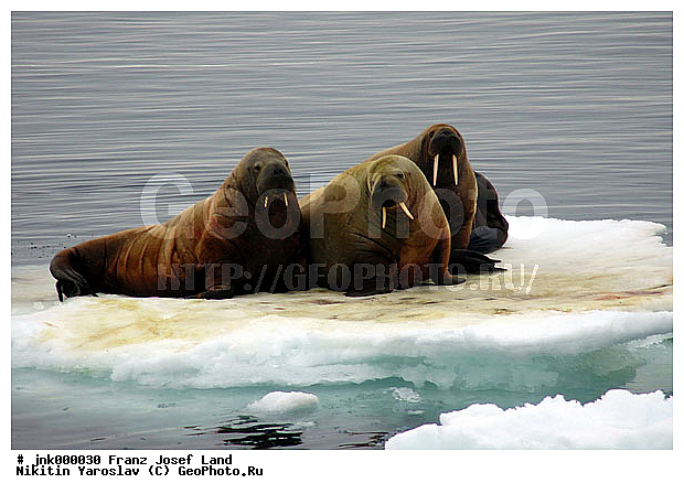 �������, ������������� ����, ����� ������-������, ����� �������������, ������-������, ����������� ���������, ���������, �������� �������, ������� �����, ����������, �������������, ������� �������������, ������ ����