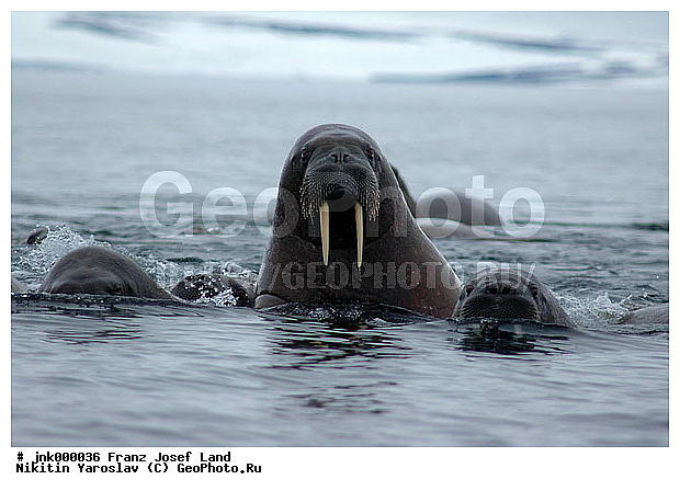 ������������� �����, ����� ������-������, �����, ��������, ������-������, ����������� ���������, ���������, ������� �����, �������������, ���� �������������, ������� �������������, ������ ����������, ������ ��������, ������ ���