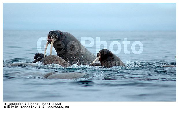 ������������� �����, ����� ������-������, �����, ��������, ������-������, ����������� ���������, ���������, ������� �����, �������������, ���� �������������, ������� �������������, ������ ����������, ������ ��������, ������ ���