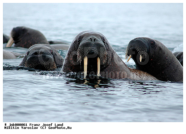 ������������� �����, ����� ������-������, �����, ��������, ������-������, ����������� ���������, ���������, ������� �����, �������������, ���� �������������, ������� �������������, ������ ����������, ������ ��������, ������ ���