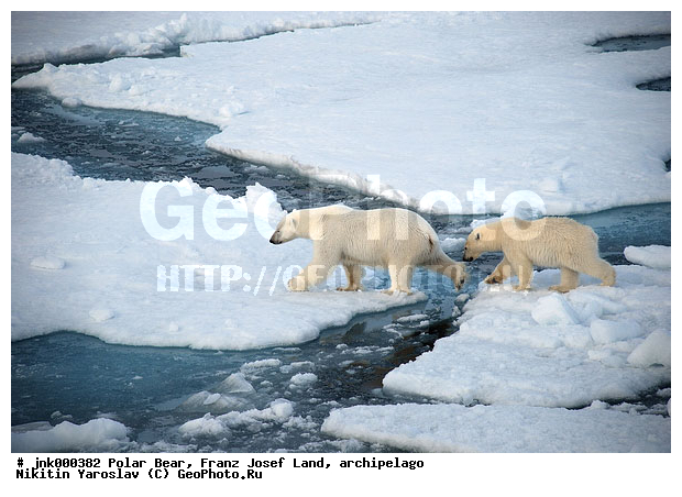 ���, ����� ������ ������, ���������, �����, ������, �� �����, ���, ����, ���������, �������, ����, ��������, ����, ��������, �������������, �����, �����, XYZ, ��������, Ursidae, ����� �������, �������� �������, �������� �������, ������� �������, �����, Ursus maritimus, �������������, �����, �����, XYZ, ��������, Ursidae, ����� �������, �������� �������, �������� �������, ������� �������, �����, Ursus maritimus, Thalarctos maritimus