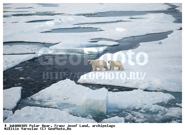 ���, ����� ������ ������, ���������, �����, ������, �� �����, ���, ����, ���������, �������, ����, ��������, ����, ��������, �������������, �����, �����, XYZ, ��������, Ursidae, ����� �������, �������� �������, �������� �������, ������� �������, �����, Ursus maritimus, �������������, �����, �����, XYZ, ��������, Ursidae, ����� �������, �������� �������, �������� �������, ������� �������, �����, Ursus maritimus, Thalarctos maritimus