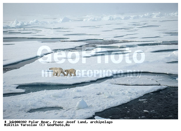 ���, ����� ������ ������, ���������, �����, ������, �� �����, ���, ����, ���������, �������, ����, ��������, ����, ��������, �������������, �����, �����, XYZ, ��������, Ursidae, ����� �������, �������� �������, �������� �������, ������� �������, �����, Ursus maritimus, �������������, �����, �����, XYZ, ��������, Ursidae, ����� �������, �������� �������, �������� �������, ������� �������, �����, Ursus maritimus, Thalarctos maritimus