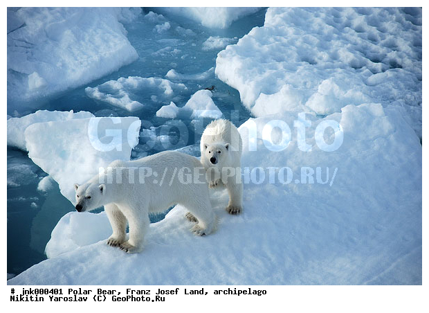 ���, ����� ������ ������, ���������, �����, ������, �� �����, ���, ����, ���������, �������, ����, ��������, ����, ��������, �������������, �����, �����, XYZ, ��������, Ursidae, ����� �������, �������� �������, �������� �������, ������� �������, �����, Ursus maritimus, �������������, �����, �����, XYZ, ��������, Ursidae, ����� �������, �������� �������, �������� �������, ������� �������, �����, Ursus maritimus, Thalarctos maritimus