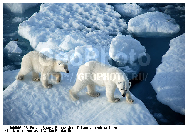 ���, ����� ������ ������, ���������, �����, ������, �� �����, ���, ����, ���������, �������, ����, ��������, ����, ��������, �������������, �����, �����, XYZ, ��������, Ursidae, ����� �������, �������� �������, �������� �������, ������� �������, �����, Ursus maritimus, �������������, �����, �����, XYZ, ��������, Ursidae, ����� �������, �������� �������, �������� �������, ������� �������, �����, Ursus maritimus, Thalarctos maritimus