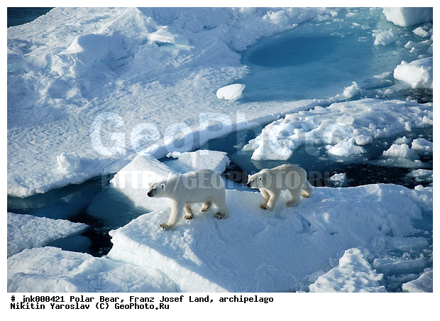 ���, ����� ������ ������, ���������, �����, ������, �� �����, ���, ����, ���������, �������, ����, ��������, ����, ��������, �������������, �����, �����, XYZ, ��������, Ursidae, ����� �������, �������� �������, �������� �������, ������� �������, �����, Ursus maritimus, �������������, �����, �����, XYZ, ��������, Ursidae, ����� �������, �������� �������, �������� �������, ������� �������, �����, Ursus maritimus, Thalarctos maritimus