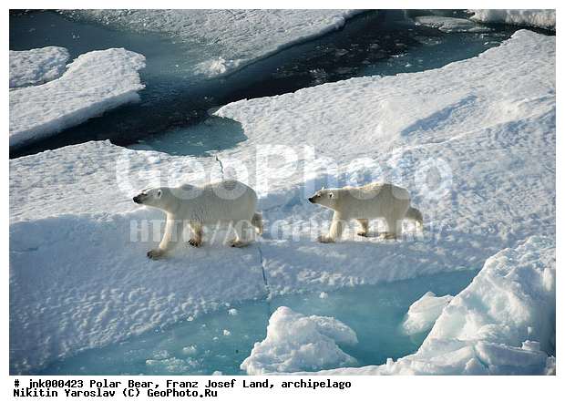 ���, ����� ������ ������, ���������, �����, ������, �� �����, ���, ����, ���������, �������, ����, ��������, ����, ��������, �������������, �����, �����, XYZ, ��������, Ursidae, ����� �������, �������� �������, �������� �������, ������� �������, �����, Ursus maritimus, �������������, �����, �����, XYZ, ��������, Ursidae, ����� �������, �������� �������, �������� �������, ������� �������, �����, Ursus maritimus, Thalarctos maritimus