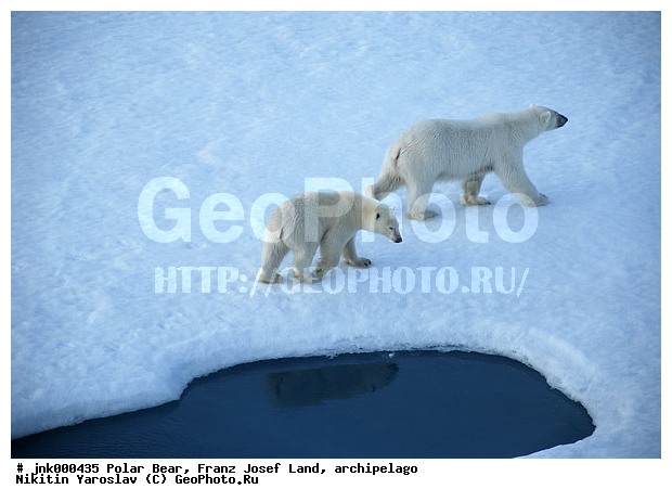 ���, ����� ������ ������, ���������, �����, ������, �� �����, ���, ����, ���������, �������, ����, ��������, ����, ��������, �������������, �����, �����, XYZ, ��������, Ursidae, ����� �������, �������� �������, �������� �������, ������� �������, �����, Ursus maritimus, �������������, �����, �����, XYZ, ��������, Ursidae, ����� �������, �������� �������, �������� �������, ������� �������, �����, Ursus maritimus, Thalarctos maritimus