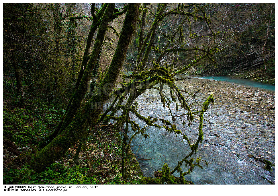 �����, ����-����������, ����, 2015, ������