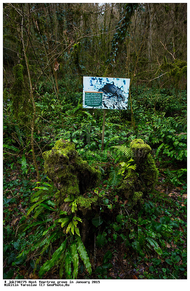 �����, ����-����������, ����, 2015, ������