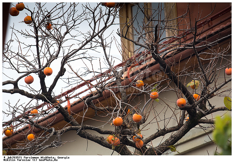 ����� ������, ������