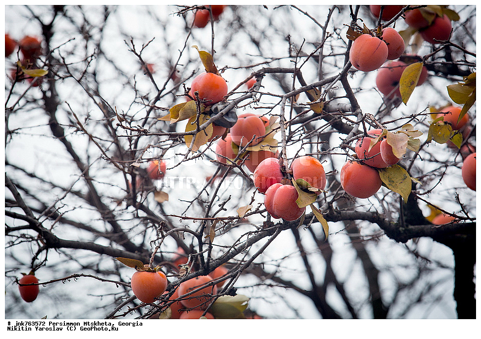 ����� ������, ������