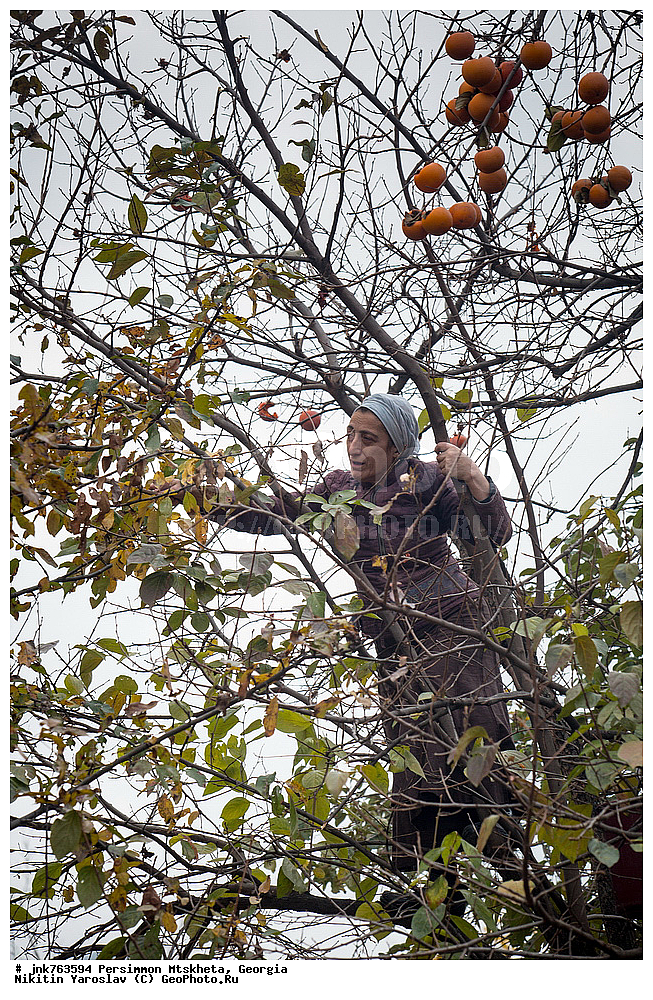 ����� ������, ������