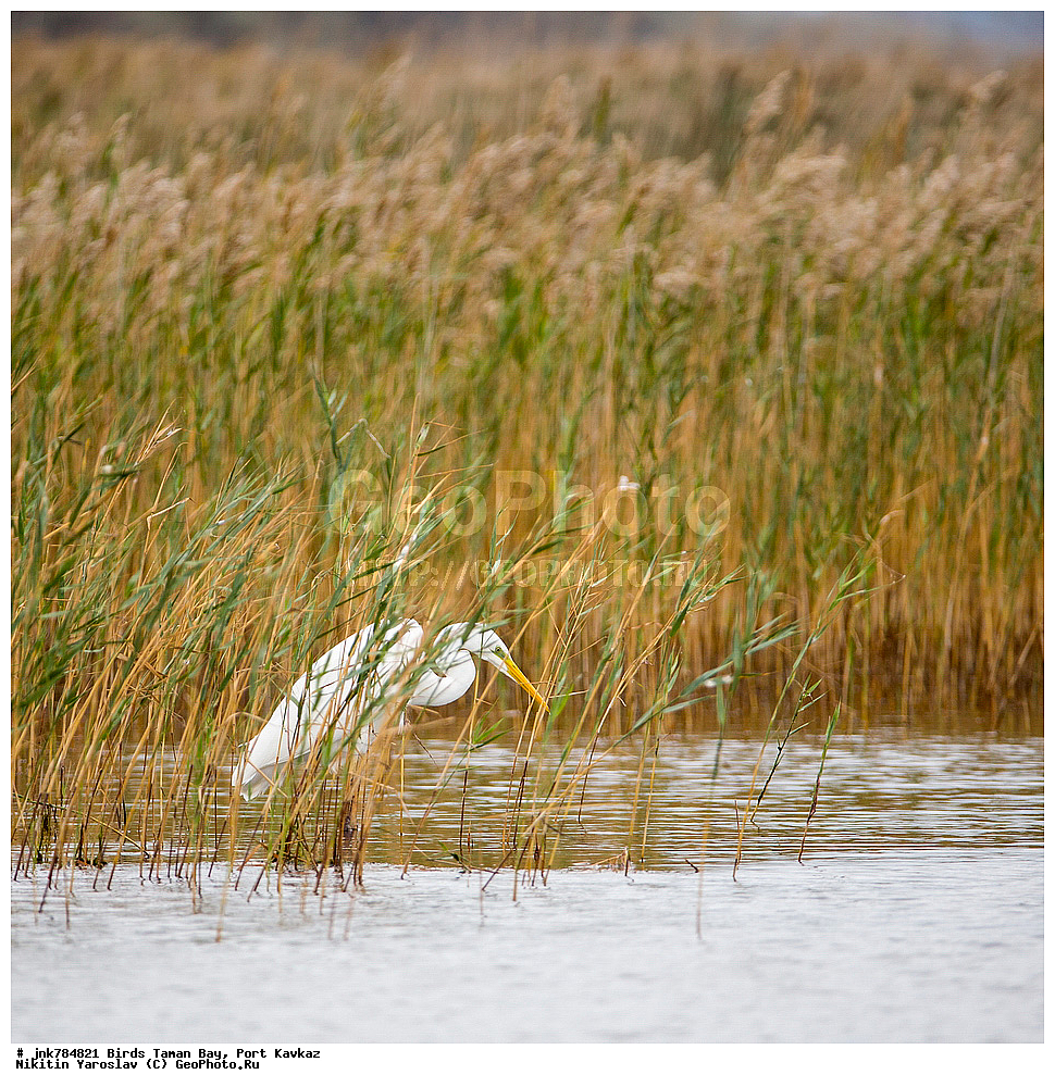 �����, ��������� �����, ����, �����, ������, ��������, ��������, �����, �����, ��������, �����������, XYZ, ��������, Ardeidae, ������� ����� �����, Egretta alba, Ardea alba, Casmerodius albus