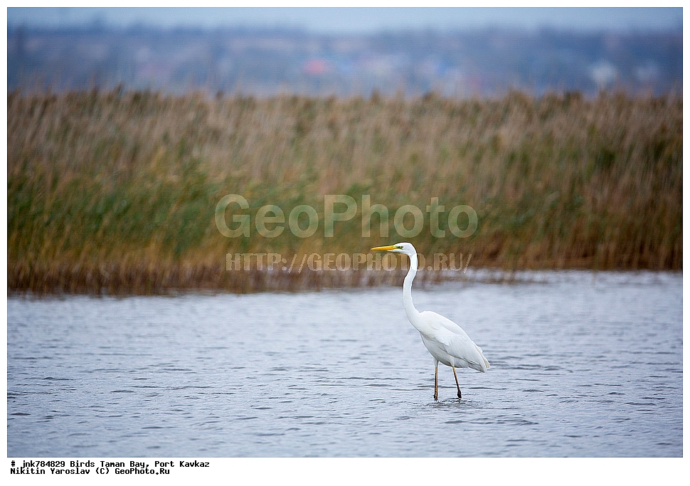 �����, ��������� �����, ����, �����, ������, ��������, ��������, �����, �����, ��������, �����������, XYZ, ��������, Ardeidae, ������� ����� �����, Egretta alba, Ardea alba, Casmerodius albus