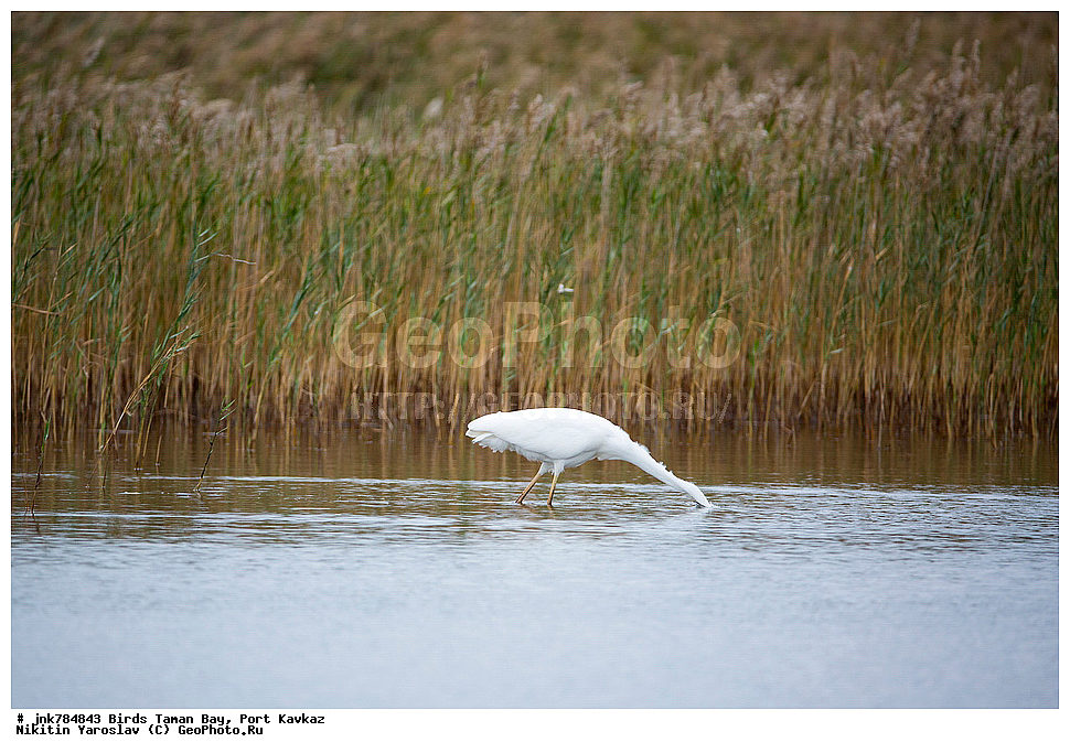 �����, ��������� �����, ����, �����, ������, ��������, ��������, �����, �����, ��������, �����������, XYZ, ��������, Ardeidae, ������� ����� �����, Egretta alba, Ardea alba, Casmerodius albus