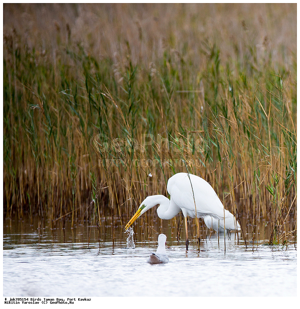 �����, ��������� �����, ����, �����, ������, ��������, ��������, �����, �����, ��������, �����������, XYZ, ��������, Ardeidae, ������� ����� �����, Egretta alba, Ardea alba, Casmerodius albus