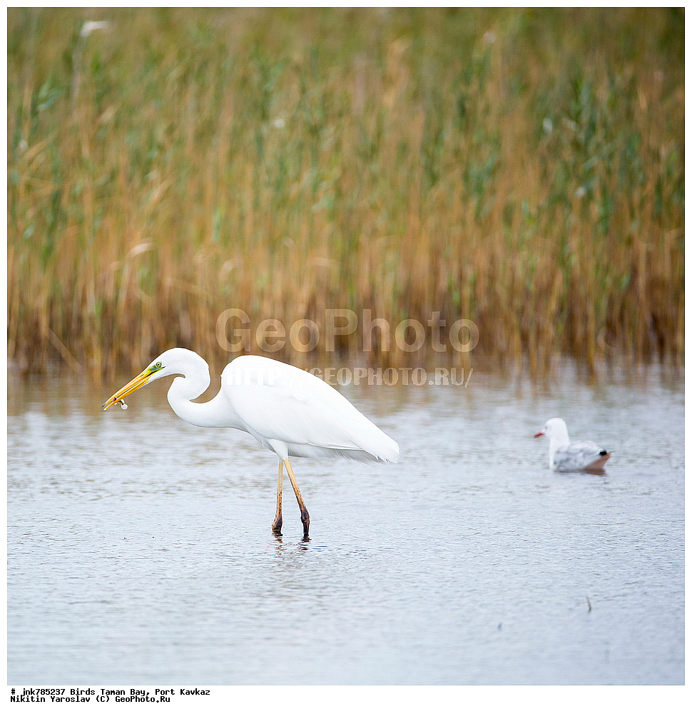 �����, ��������� �����, ����, �����, ������, ��������, ��������, �����, �����, ��������, �����������, XYZ, ��������, Ardeidae, ������� ����� �����, Egretta alba, Ardea alba, Casmerodius albus