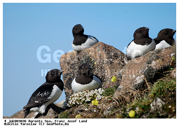 Alle alle, Dovekie, Little Auk, �������, ��������� ����, ��������� �����, �����, �����������, ������� ������, �����, �������, �������� ����, ������