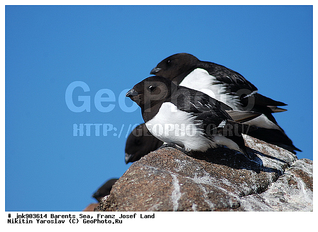 Alle alle, Dovekie, Little Auk, �������, ��������� ����, ��������� �����, �����, �����������, ������� ������, �����, �������, �������� ����, ������