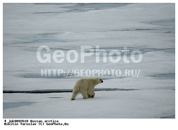 Ursus maritimus, �������, ����� �������, ����, ���, �������, ����, �����, �����, �������������, �����, �����, XYZ, ��������, Ursidae, ����� �������, �������� �������, �������� �������, ������� �������, �����, Ursus maritimus, �������������, �����, �����, XYZ, ��������, Ursidae, ����� �������, �������� �������, �������� �������, ������� �������, �����, Ursus maritimus, Thalarctos maritimus
